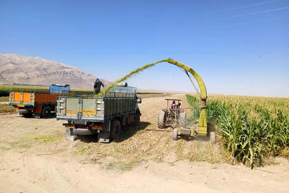 برداشت ذرت علوفه‌ای از ۹۰۰ هکتار مزارع شهرستان سرچهان