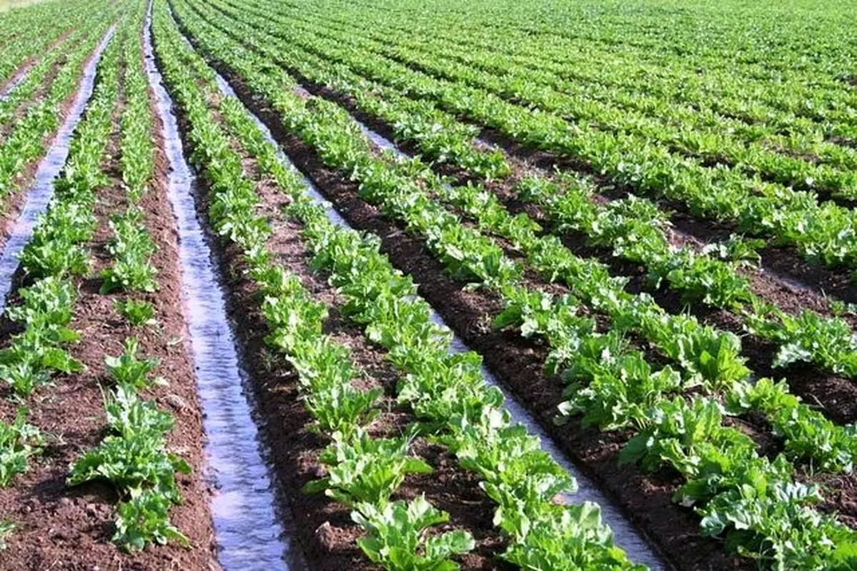 اراضی دارخوین به زیر کشت پاییزه رفت