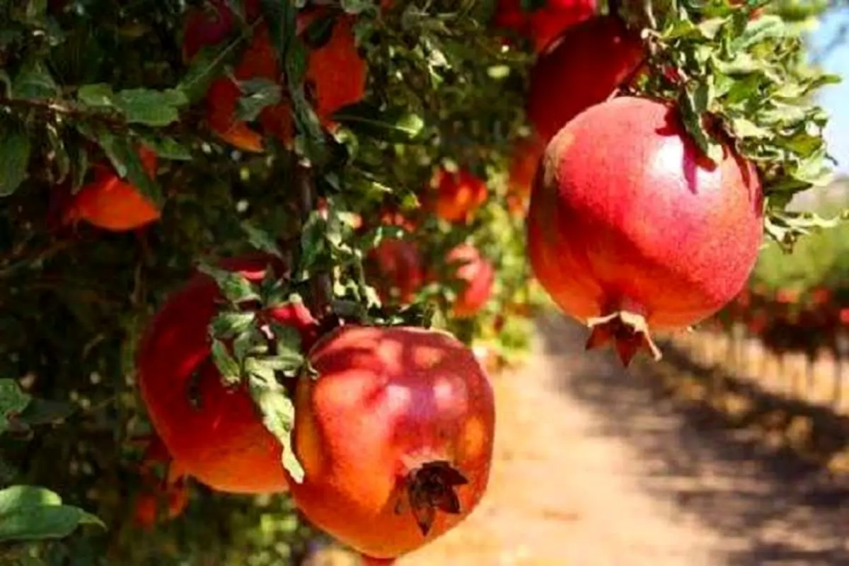 ارسال بیش از ۷ هزار تن انار بیضا به میادین میوه و تره بار