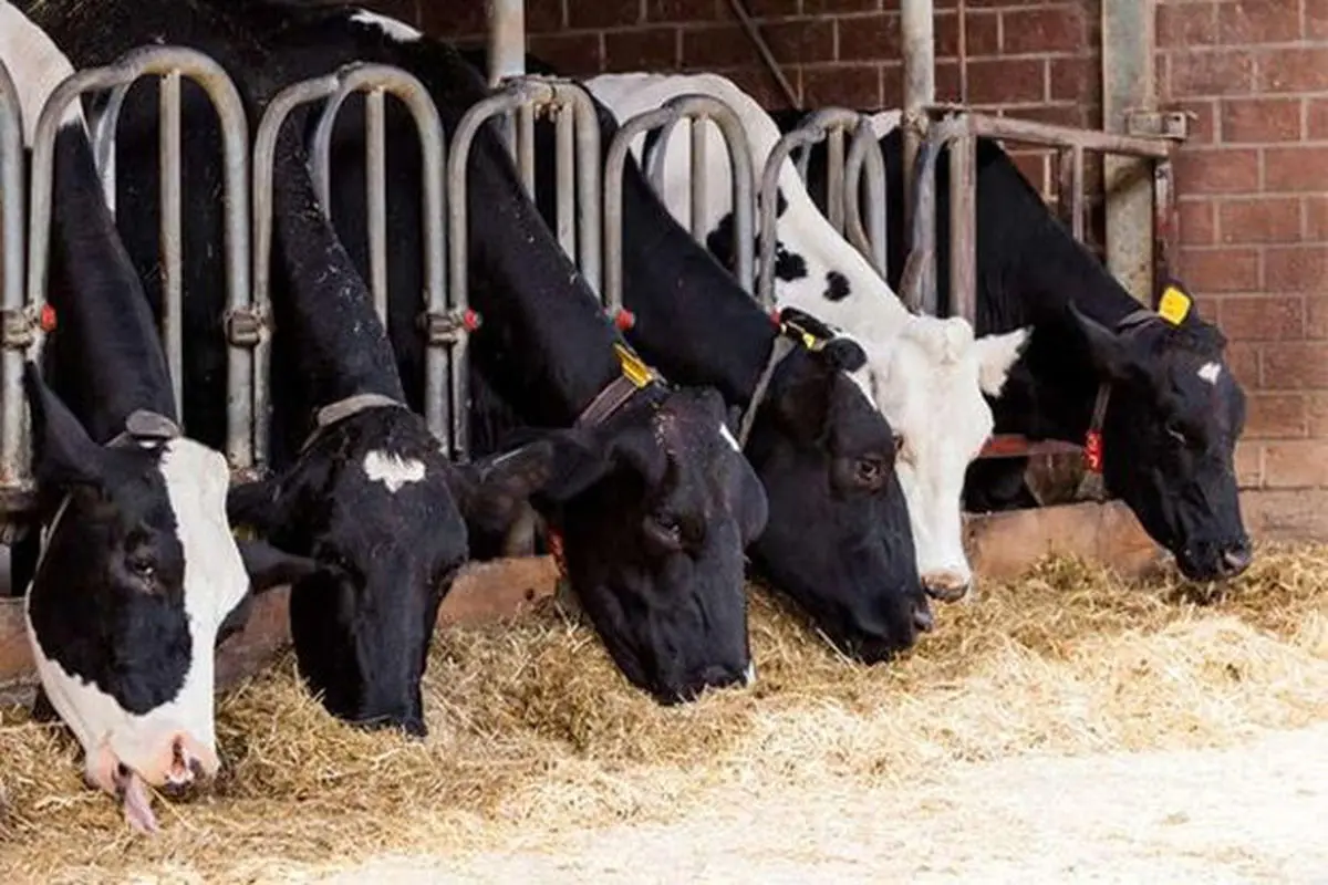 خشکسالی و کاهش بودجه مقابله با آن امنیت غذایی را تهدید می‌کند