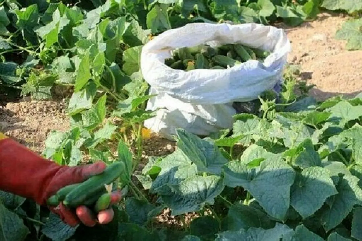 آغاز برداشت خیار نوبرانه از هزار و ۶۰۰ هکتار مزارع توکهور و هشتبندی