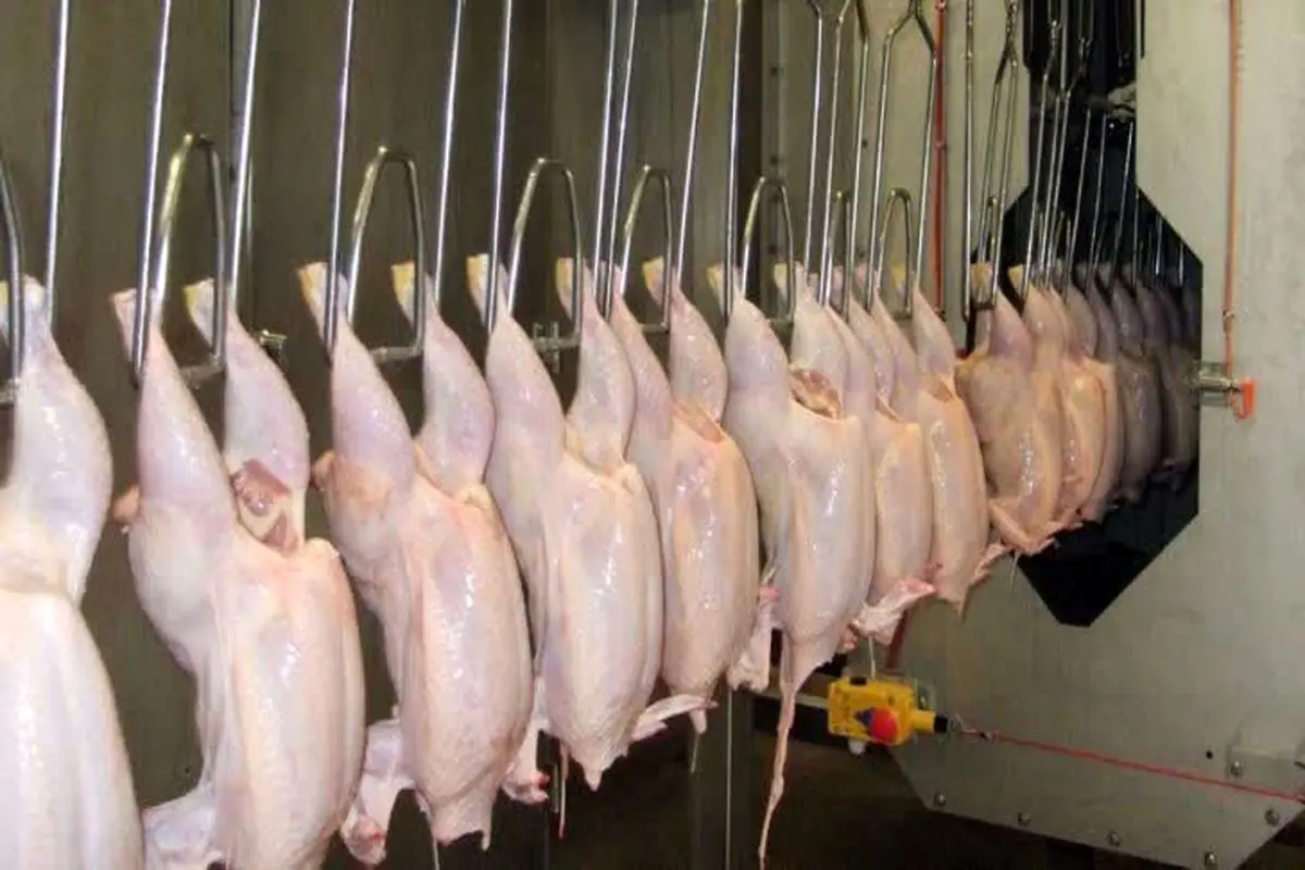 جریمه ۶۹۰ میلیون ریالی عمده‌فروش مرغ در ایلام